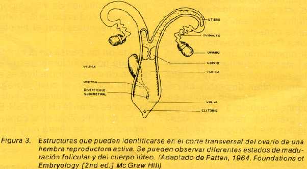 6c.jpg (22467 bytes)