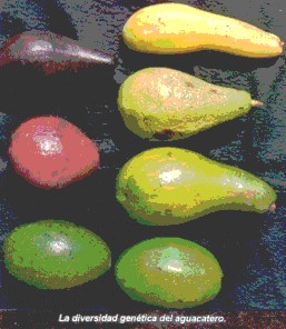 aguacate1.jpg (44188 bytes)