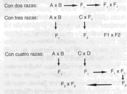 cruce3a.jpg (32406 bytes)