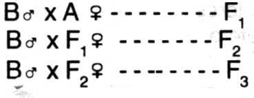 cruce7a.jpg (12095 bytes)