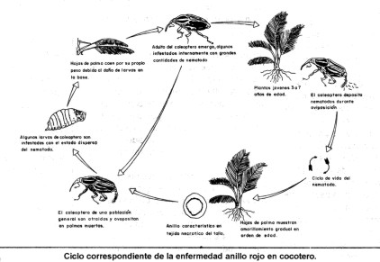 ciclo1.jpg (30171 bytes)