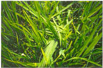 Plantas de arroz dobladas por gallito azul (Porphyrula martinica)