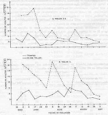 Fig. N 5  TOTALES DE ADULTOS DE CANDELILLA Y EN 200 TALLOS EN UN TABLN TRATADO CON YACURITO 1977.