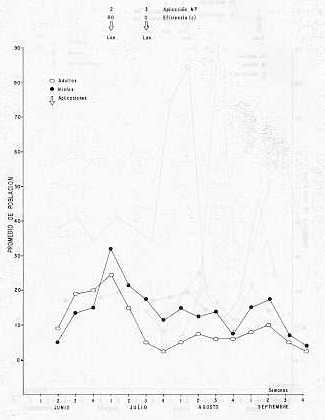 Grfico 5. Dinmica poblacional de candelilla en la finca Yacurito en 1980. Para las abreviaturas ver grfico 1.