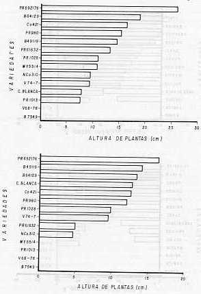 Figura 1. Altura promedio de plantas a los 90 das despus de la siembra de 14 variedades de caa de azcar. en dos suelos afectados por sales: a) suelo salino finca Buena Vista: b) suelo salino-sdico finca Guacabra.