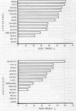 Figura 2.Peso fresco en 14 variedades de caa de azcar, en dos suelos afectados por sales: a) Suelo salino finca Buena Vista; b) Suelo salino-sdico finca Guacabra.