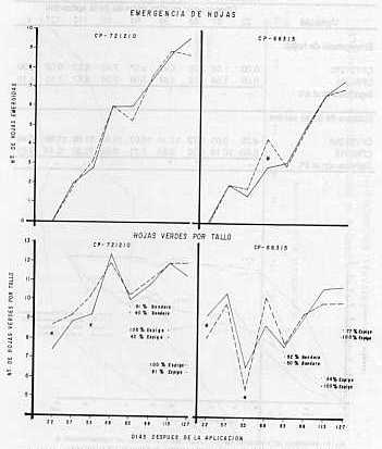 Fig. 2.EMERGENCIA DE HOJAS Y NMERO DE HOJAS VERDES EN 25 TALLOS DE LAS VARIEDADES CP-721210 Y CP-66315 TRATADA CON CERONE (-) Y SIN TRATAR (---) EN LA HACIENDA EL PALMAR, SAN MATEO EDO. ARAGUA EN 1991. (* DIFERENCIA ESTADSTICA AL 5%)