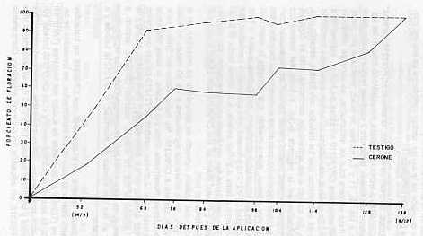 Fig. 4.PROMEDIO DE DESARROLLO DE LA FLORACIN EN PARCELAS TESTIGO (---) Y PARCELAS TRATADAS CO CERONE (-)