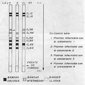 Figura 1.Zimogramas de isoperoxidasas de la variedad CP31-294 en las variantes estudiadas.