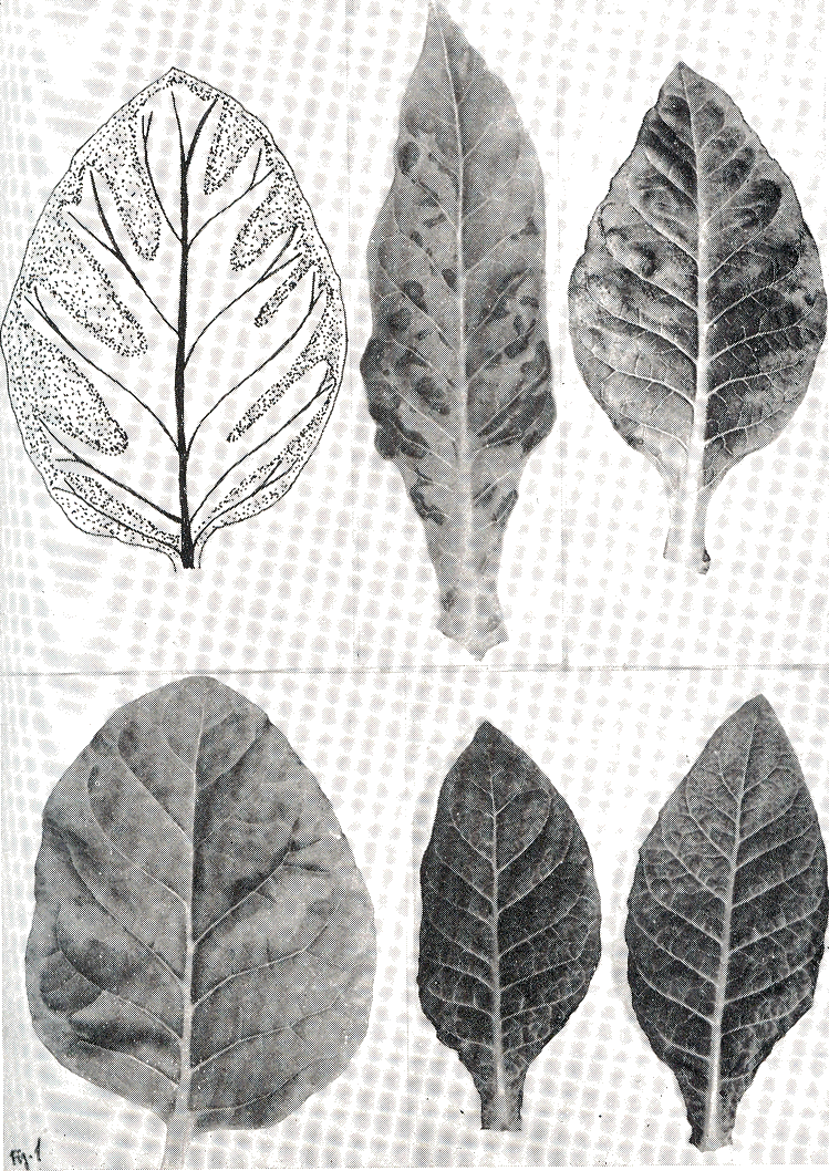 Fig. 1.  arriba, izq.:Dibujo de hoja de roble causada por el virus mosaico del pepino (CMV) en Nicotiana tabacum var. 'Sansun'. centro: Mosaico y ampollas causados por el virus mosaico del tabaco (TMV) en Nicotiana tabacum var. 'White burley'. der.: Mosaico de hoja de roble y burbuja causado por el virus mosaico del pepino (CMV) en Nicotiana fabacum var. 'White burley'.  abajo, izq.:Hoja Nicotiana tabacum var. 'Sansun' inoculada con CMV.