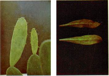 Fig. 1. Virus X del cactus: izq., planta de Nopalea cochenfllifera, mostrando sntomas de mosaico en las pencas jvenes, der., hojas de Gomphrena globosa L., mostrando lesiones locales a los 15 das de ser inoculada con jugo proveniente de cactus enfermo. A la izquierda el control sano.