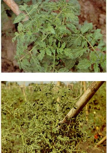 Fig. 1. arriba: Planta de tomate infectada con el VGT, mostrando las hojas pequeas, deformes, arrugadas y con moteado. abajo Planta de tomate mostrando deformacin muy severa del follaje, De este tipo de material usualmente se aisl el VMT. Foto tomada en siembras ubicadas en Santa Cruz, Estado Aragua. 