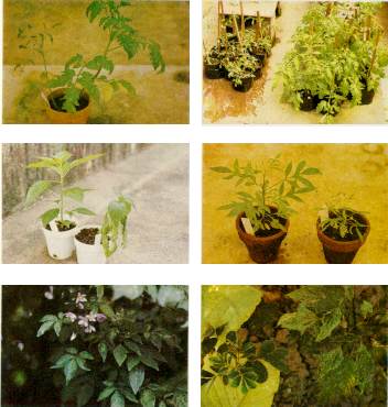 Fig. 2. arriba izq.: Planta de tomate 'Marglobe' inoculada con el VGT mostrando enanismo y las hojas filiformes semejando al sntoma de "hoja de helecho", al lado de una planta sana de la misma variedad. der. Dos lotes de plantas de tomate 'Marglobe' en el invernadero. El lote de la izquierda fue inoculado con el VGT y muestra menor desarrollo que el lote testigo a la derecha. centro izq.: Planta de aj 'Tabasco', inoculada con el VGT, mostrando sntoma de marchitez. A la izquierda testigo sano. der. Planta de Solanum seaforthianum inoculada con el VGT. Obsrvese el enanismo pronunciado y la de formacin severa de las hojas en comparacin con el testigo sano a la izquierda. abajo izq.: Planta de S. seaforthianum en floracin mostrando sntomas de moteado en forma de bandas a los lados de las venas, que corresponde a un virus an no identificado. der. Malezas infectadas con el VGT. A la izquierda Cassia tora con sntomas de moteado, entre plantas de tabaco tipo 'Virginia' y a la derecha planta de Datura stramonium mostrando el follaje deforme, arrugado y filiforme.