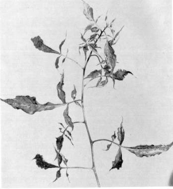 Fig. 3. Detalle de los sntomas que presentan en el follaje las plantas de Solanum seaforthianum infectadas con el VGT. Ntese el moteado y la deformacin de las hojas.