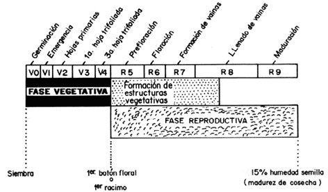 Fig. 1. Etapas de desarrollo de una planta de caraota (seg�n CIAT 1983).