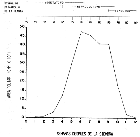 Fig. 2. Variaci�n en el tiempo del �rea foliar de caraota durante 1983.