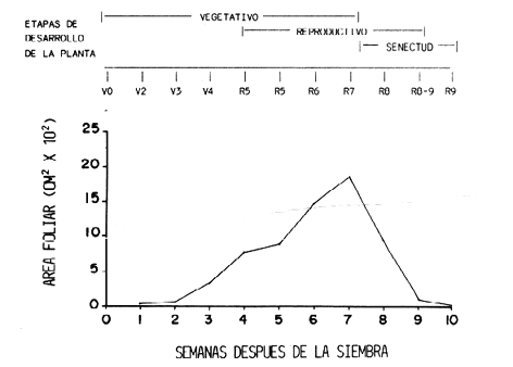 Fig. 3. Variaci�n en el tiempo del �rea foliar de caraota durante 1984.