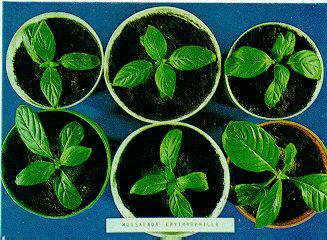 FIGURA. 6.Plantitas de Mussaenda transferidas arecipientes plsticos, 35 das despus del trasplantea los "jiffy".