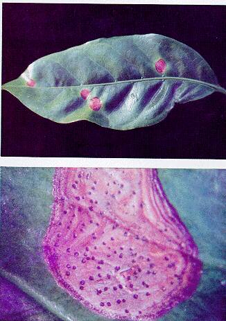 FIGURA 2. Lesiones formadas sobre el hipoc�tilo de pl�ntulas de caf�, por efecto de la inoculaci�n de Colletotrichum sp, grado