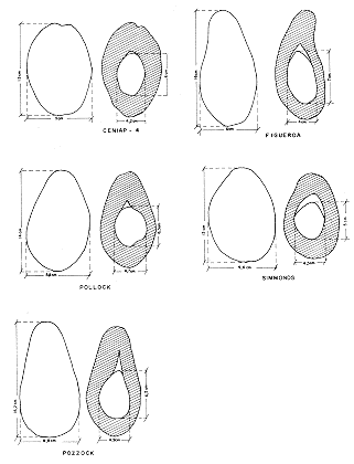 FIGURA 1. Formas y dimensiones de las variedades de aguacate sobresalientes de la coleccin del Centro Nacional de Investigaciones Agropecuarias.