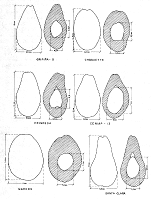 FIGURA 1. Formas y dimensiones de las variedades de aguacate sobresalientes de la coleccin del Centro Nacional de Investigaciones Agropecuarias.