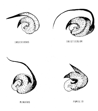 FIGURA 2. Vista ventral de los ltimos segmentos abdominales de Orius.