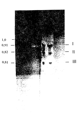 FIGURA 1. Cromatografa en capa fina de los curcuminoides de crcuma. I. Curcumina, II. Desmetoxicurcumina, III. Bisdesmetoxicurcumina.