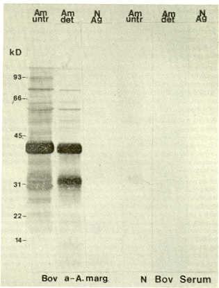 FIGURA 5. Anlisis del inmungeno purificado de A. marginale (tcnica WIB) con sueros de bovinos vacunados y controles de izquierda a derecha: inmungeno purificado frente a suero inmune (filas 1 y 2), antgeno de eritrocitos no infectados (filas 3 y 6) el suero inmune reconoce al inmunogeno de (tcnica WIB) con sueros de bovinos vacunados y controles de izquierda a derecha: inmungeno purificado frente a suero inmune (filas 1 y 2), antgeno de eritrocitos no infectados (filas 3 y 6) el suero inmune reconoce al inmunogeno de (tcnica WIB) con sueros de bovinos vacunados y controles de izquierda a derecha: inmungeno purificado frente a suero inmune (filas 1 y 2), antgeno de eritrocitos no infectados (filas 3 y 6) el suero inmune reconoce al inmunogeno de A. maginale