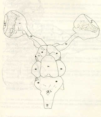 FIGURA 25. Cara interior del encfalo disecado del bagre (Rhamdia humilis).