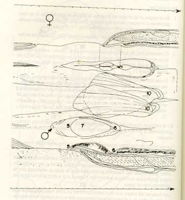 FIGURA 6. Topografa de la regin urogenital y anal (observada desde la regin ventral, en seccin vertical media), en bagre (Rhamdia humilis).