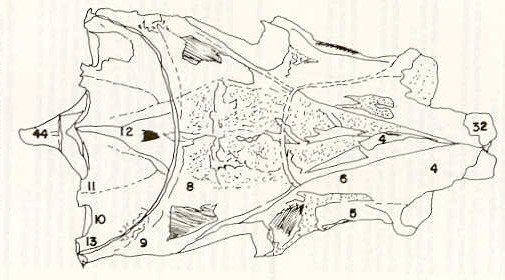 FIGURA 14. Vista dorsal del Neurocrneo de la carpa (Cyprinus carpio).