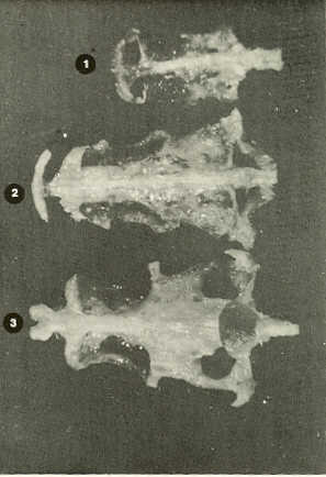 FIGURA 18b. inferior del Neurocrneo de:1) Carpa (Cyprinus carpio)2)Bagre (Rhamdia humilis)3) Volador (Lebiasina erythrinoides)
