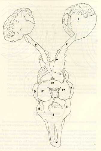 FIGURA 22. Vista dorsal del encfalo disecado del bagre (Rhamdia humilis) obtenido por diseccin total, en conexin con los ojos, separados de los nervios olfatorios.
