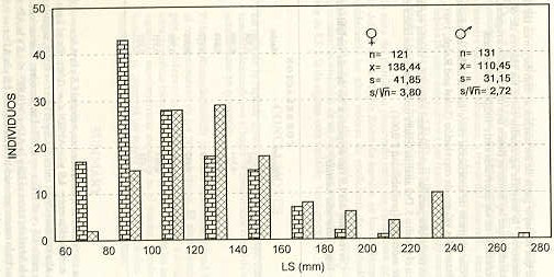 Figura 1. Distribucin de los ejemplares de bagre (Rhamdia humilis) considerando intervalos de largo Standard de 20 m.m.
