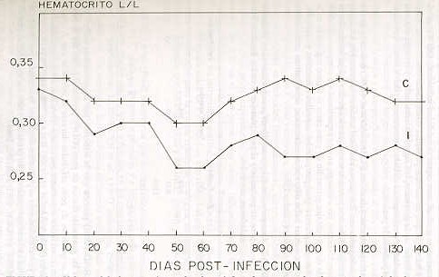 Figura 3. Valores del hematocrito en hembras infectadas y controles durante el perodo de post - infeccin.
