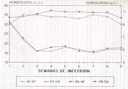 FIGURA. Valores promedios semanales del hematocrito (L/L) y la hemoglobina (g/L) en las hembras bovinos infectadas experimentalmente con el T. vivax y los controles.