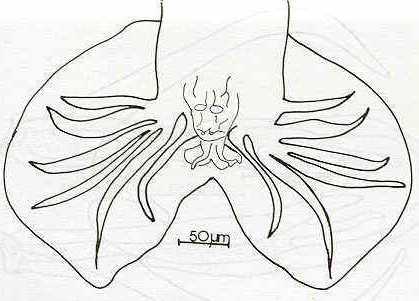 Figura 2: Vista general de la bolsa copulatriz del macho de spiculopteragia bubalus