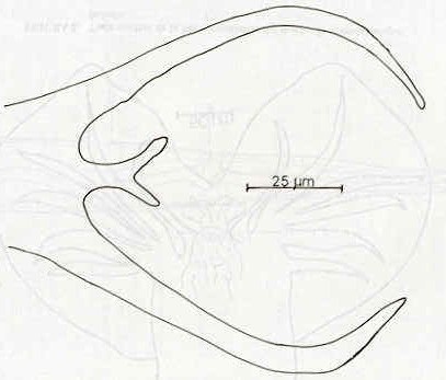 Figura 3 Detalle de las costillas 8 y del lbulo dorsal de la bolsa copulatriz del macho de spiculopteragia bubalis