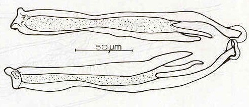 Figura 4 Vista dorsal de las espculas del macho de  spiculopteragia bubalis.