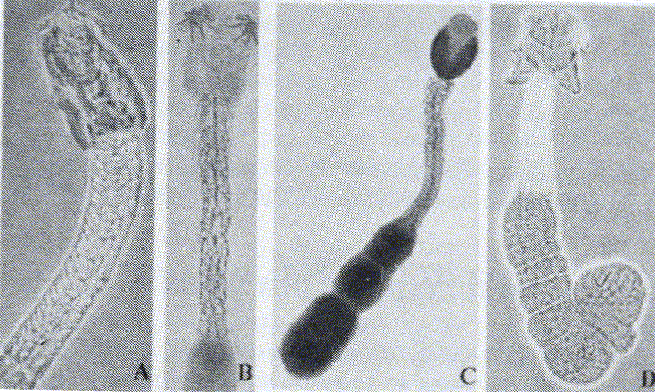 Figura 1. Echinobothrium brachysoma parasitando. A y B: Raja brachyura; C: R. microocellata; D: R. montagui.