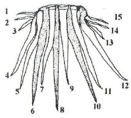 Figura 2. Ganchos del rostelo Echinobothrium brachysoma. Distribucin de los ganchos y numeracin seguida al realizar las medidas.