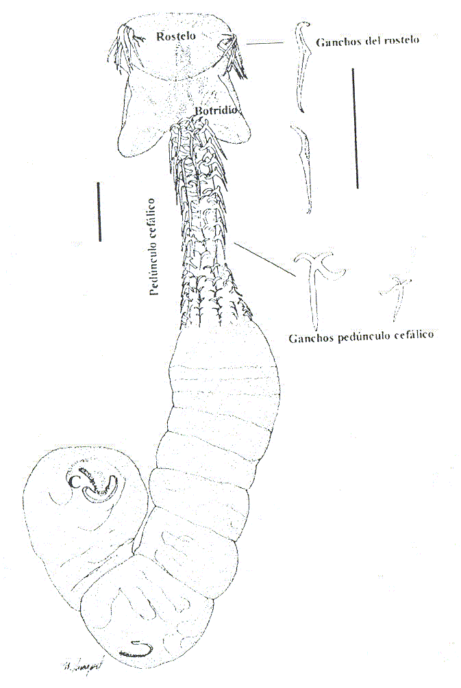 Figura 3. Dibujo en cmara clara Echinobothrium brachysoma. Rostelo, brotidio, ganchos del rostelo, pednculo ceflico y ganchos pednculo ceflico. C: Cirro. Valor de la barra 100 m.