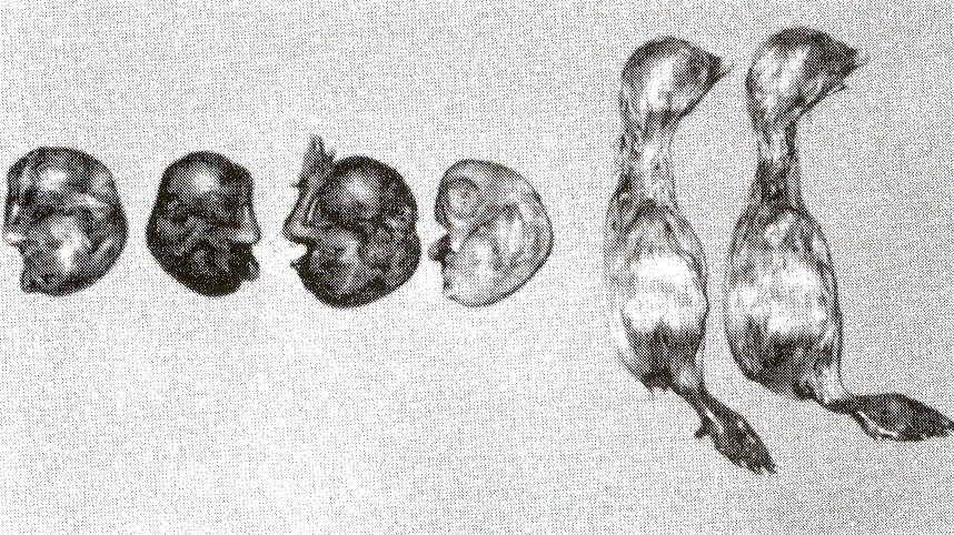 FIGURA 4. A la izquierda: embriones mostrando lesiones producidas por el virus de BIA, como lo son enanismo, mal emplume y encorvamiento. A la derecha embriones controles.