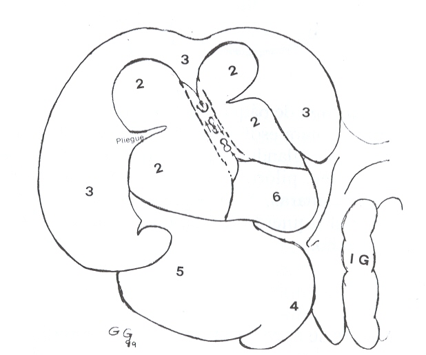 FIGURA 2. Estmago de bquiro, vista caudal. 2= regin esofgica (compart. l); 3= regin glandular (compart.II ); 4= reg. fndica; 5= reg. pilrica; 6= reg. gland. compart. I; flechas= islote o banda que une mucosas 3 y 6. IG= intest. grueso.