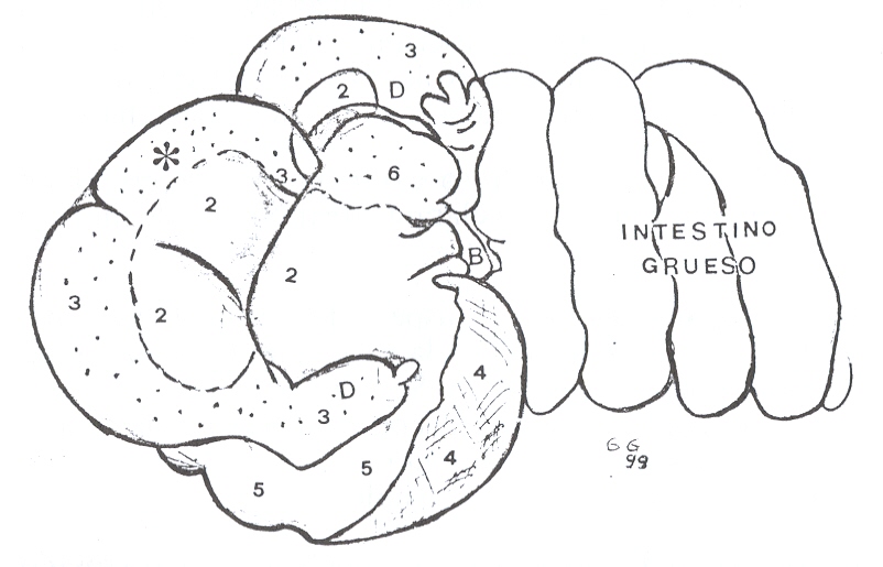 FIGURA 4. Estmago e intestino grueso de bquiro. 2: Reg. esofgica; 3: regin glandular mucosecretora; 4: reg. fndica; 5: reg. pilrica; 6: reg. glandular mucosecretora. *: porcin tubular que une a los divertculos; D: divertculos; B; bazo.
