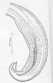 FIGURA 3. Camallanus Kachugae (Baylis y Daubney 1922). Exremo posterior del macho en vista lateral. (De Baylis y Daubney)