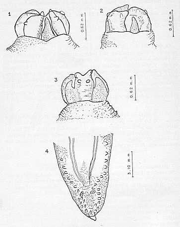 FIGURA 4. Contracaecum mexicanum (Flores Barrotea, 1957). 1 y 2. Labios lateroventrales e interlabio. 3. Labio dorsal, con papilas y procesos aliformes. 4. Extremidad posterior del macho, vista ventral (De Flores Barrotea)