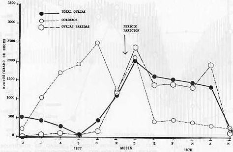 Fig. 2A.- Fluctuaciones en los huevos de trichostrogilinos en ovinos. Promedio mensual. 1977-1978