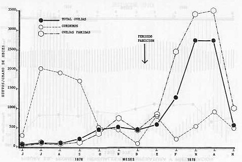 Fig.3 A.- Fluctuaciones en los huevos de trichostrogilinos en ovinos. Promedio mensual. 1978-1979