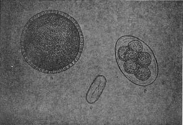 Fig.1 Esquema comparativo: tamao de los huevos de Toxocara canis (A), Ancylostoma canium (B) y pirocerca lupi (C)